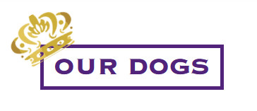 Our Dogs